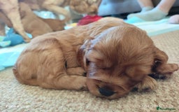 Cavapoo dogs for sale: F1B Cavapoo Red Puppies Males/Females - Image 12