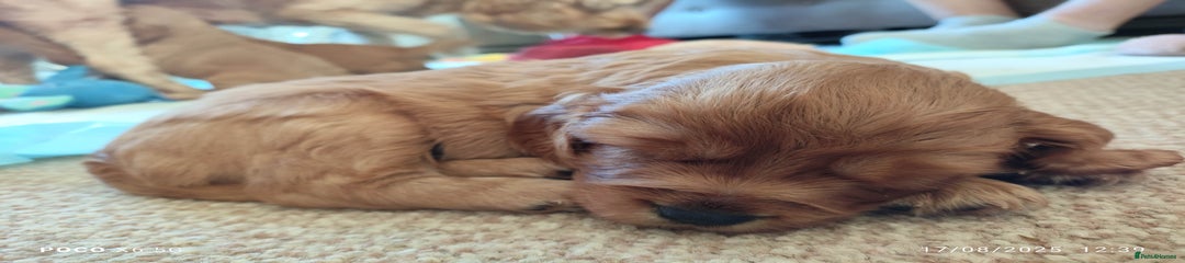 Cavapoo Puppy 5
