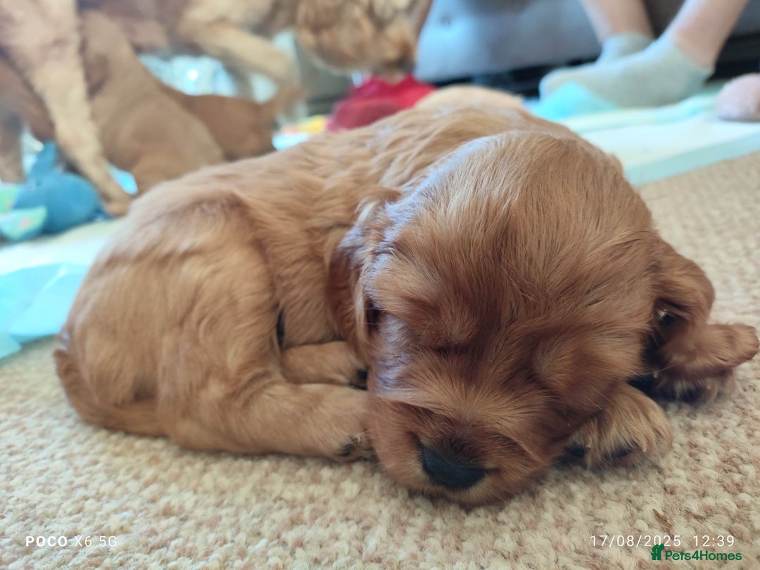 Cavapoo dogs for sale: F1B Cavapoo Red Puppies Males/Females - Image 12