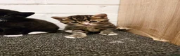 Mixed Breed cats for sale: 💖 Gorgeous British Shorthair Mix Kittens –  🐾 in Peterborough - Advert 30