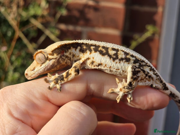 Gecko reptiles - Advert 1