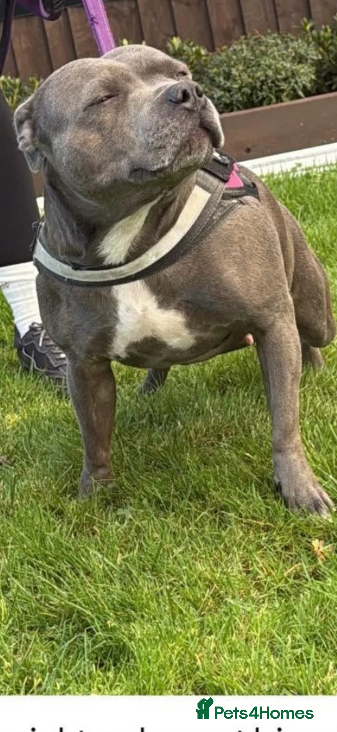 Staffordshire Bull Terrier dogs for sale: Blue Staffordshire Bull Terrier - Advert 5