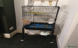 Cockatiels birds for sale: 2 x Male Cockatiels - Image 3