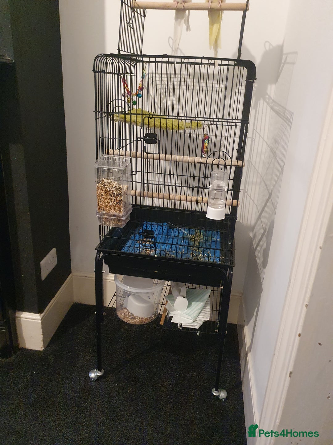 Cockatiels birds for sale: 2 x Male Cockatiels - Image 3