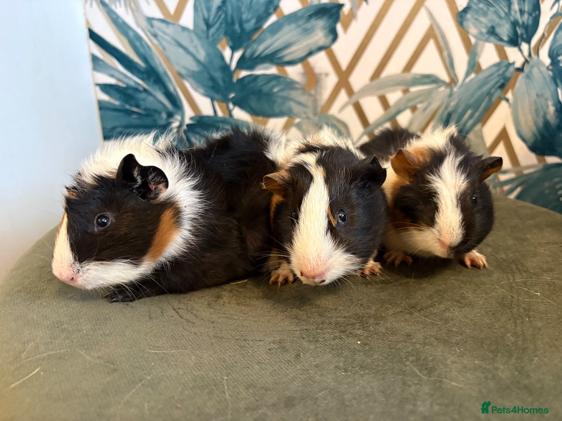 Guinea Pig rodents Baby boys guinea pigs  - Advert 2