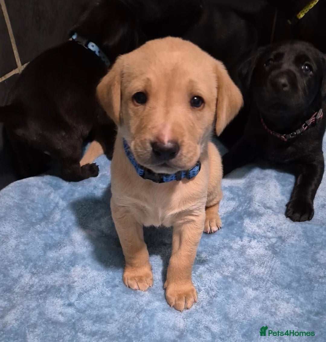 Labrador Retriever dogs for sale: Labrador retriver black and fox red puppies - Advert 11