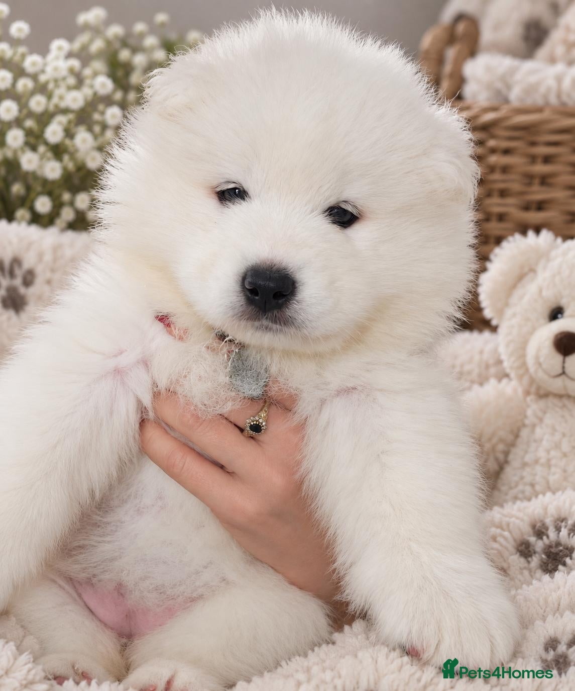 Samoyed dogs 2 girls  - Advert 7