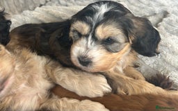 Cockapoo dogs for sale: Cockapoo Puppies - Image 28