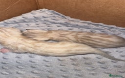 Bengal cats for sale: Bengal kittens  - Advert 11