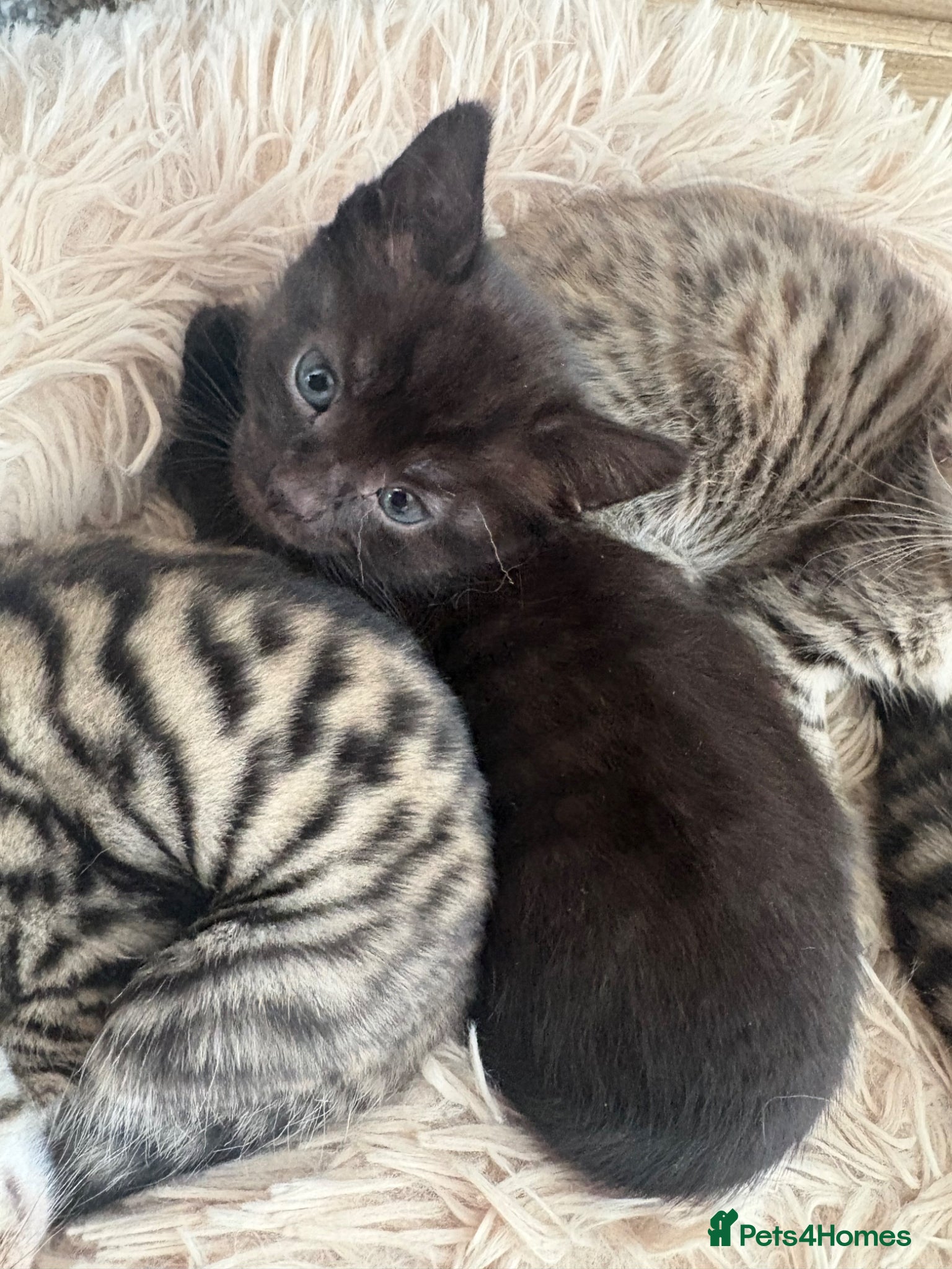 British Shorthair cats for sale: 2 Beautiful Kittens  - Advert 9