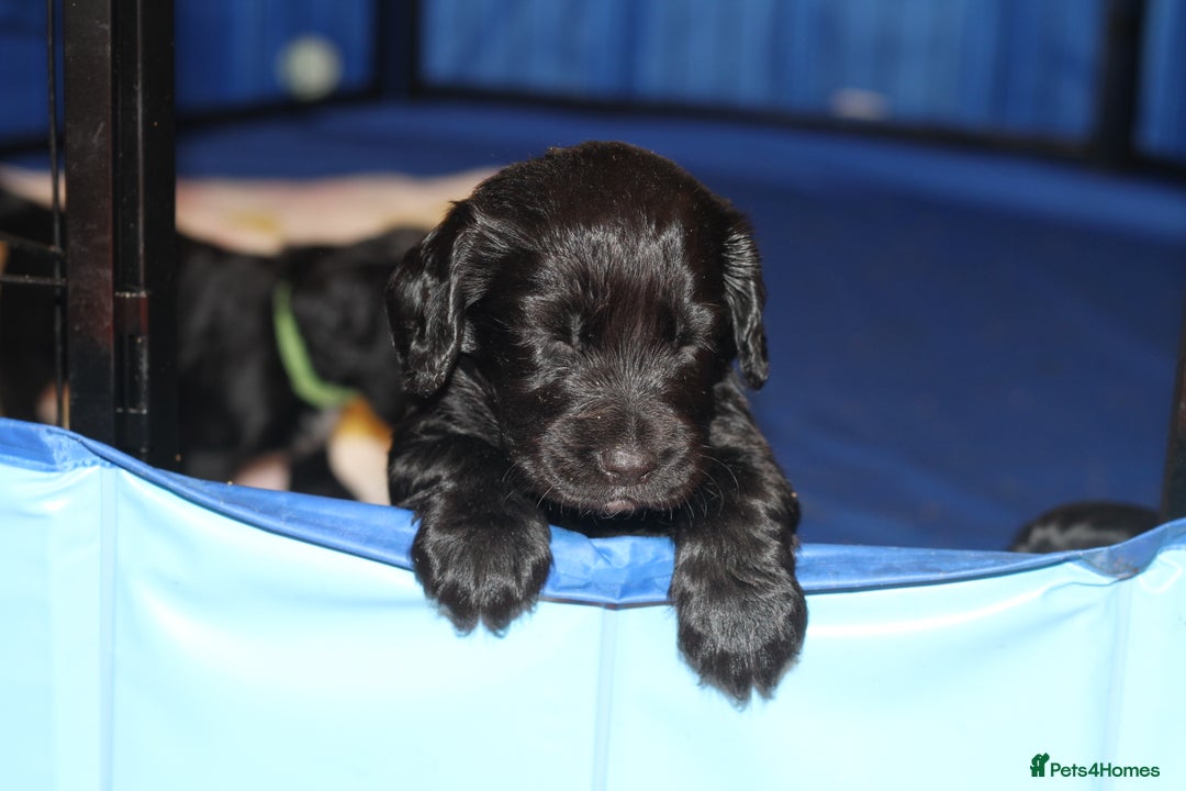 Cocker Spaniel dogs for sale: Cocker spaniels - Image 5