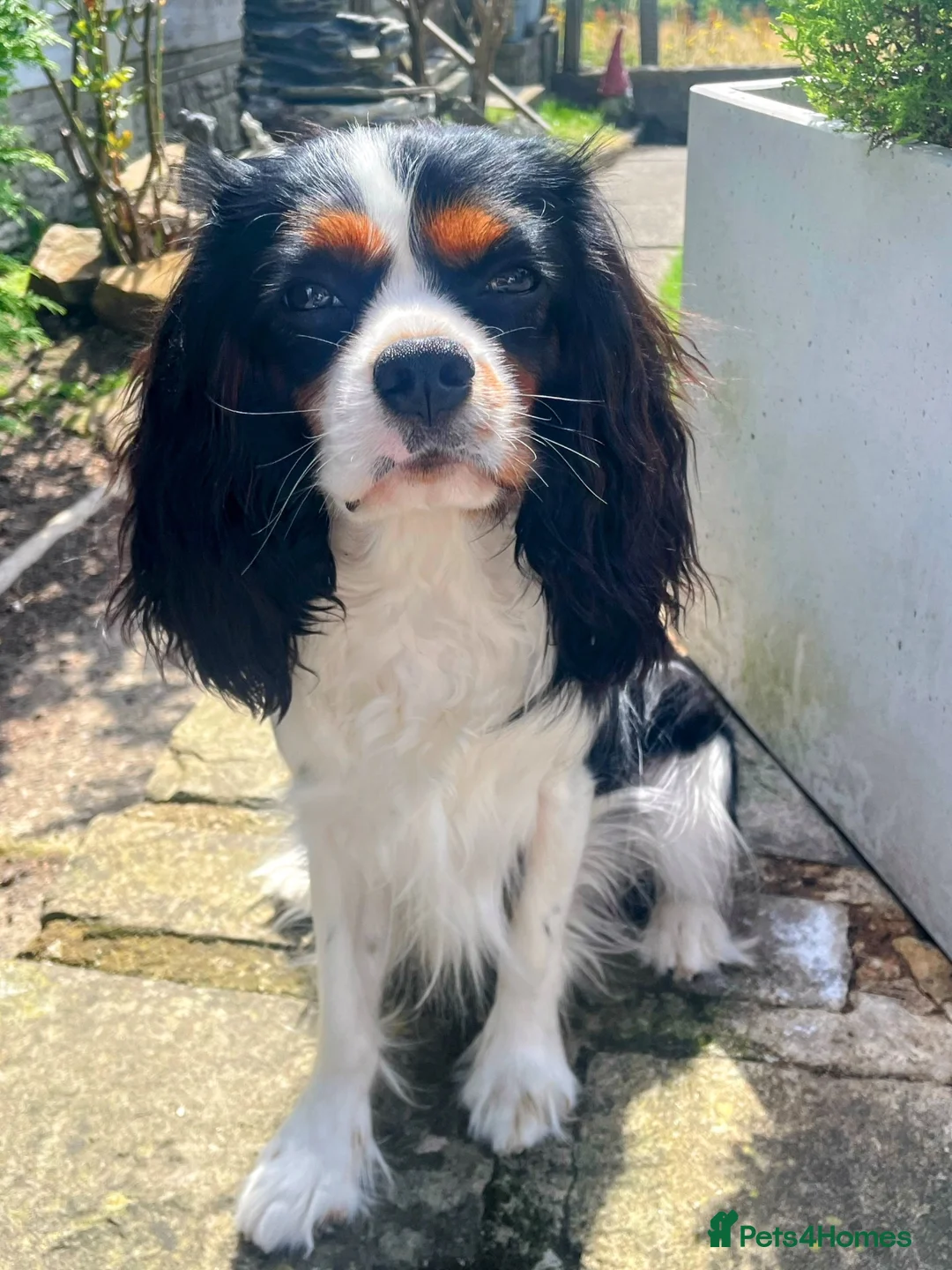 Cavalier King Charles Spaniel dogs for stud: KC registered Tri stud duties only - Advert 5