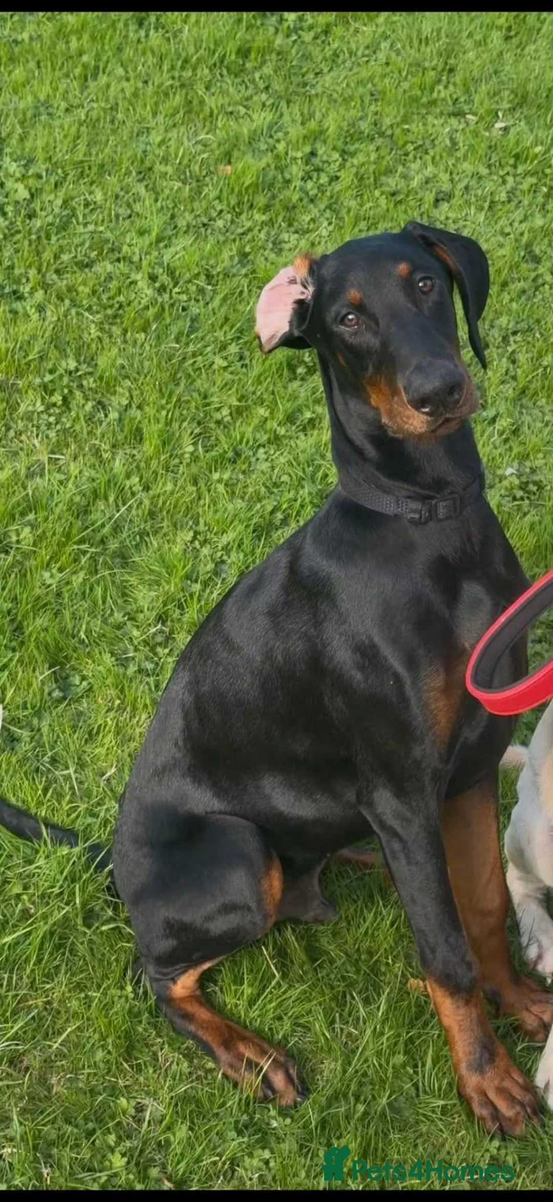 Dobermann dogs for sale: European Dobermann puppy - Advert 3