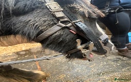 Irish Cob horses for sale: 3 year old cob Milton for sale  - Image 9