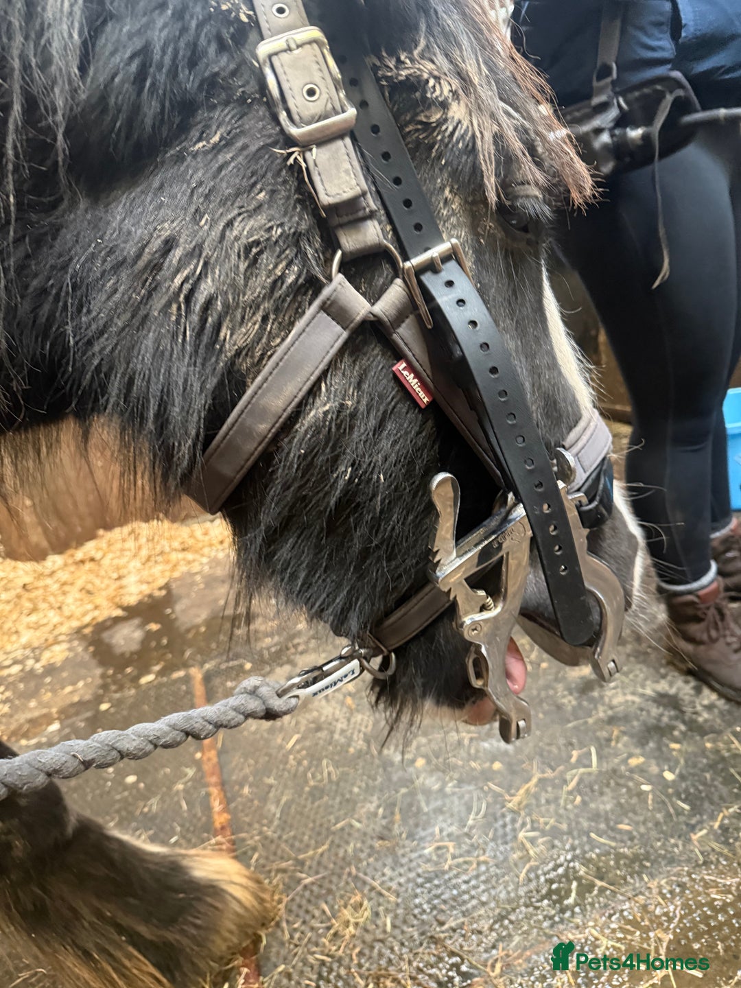 Irish Cob horses for sale: 3 year old cob Milton for sale  - Image 9