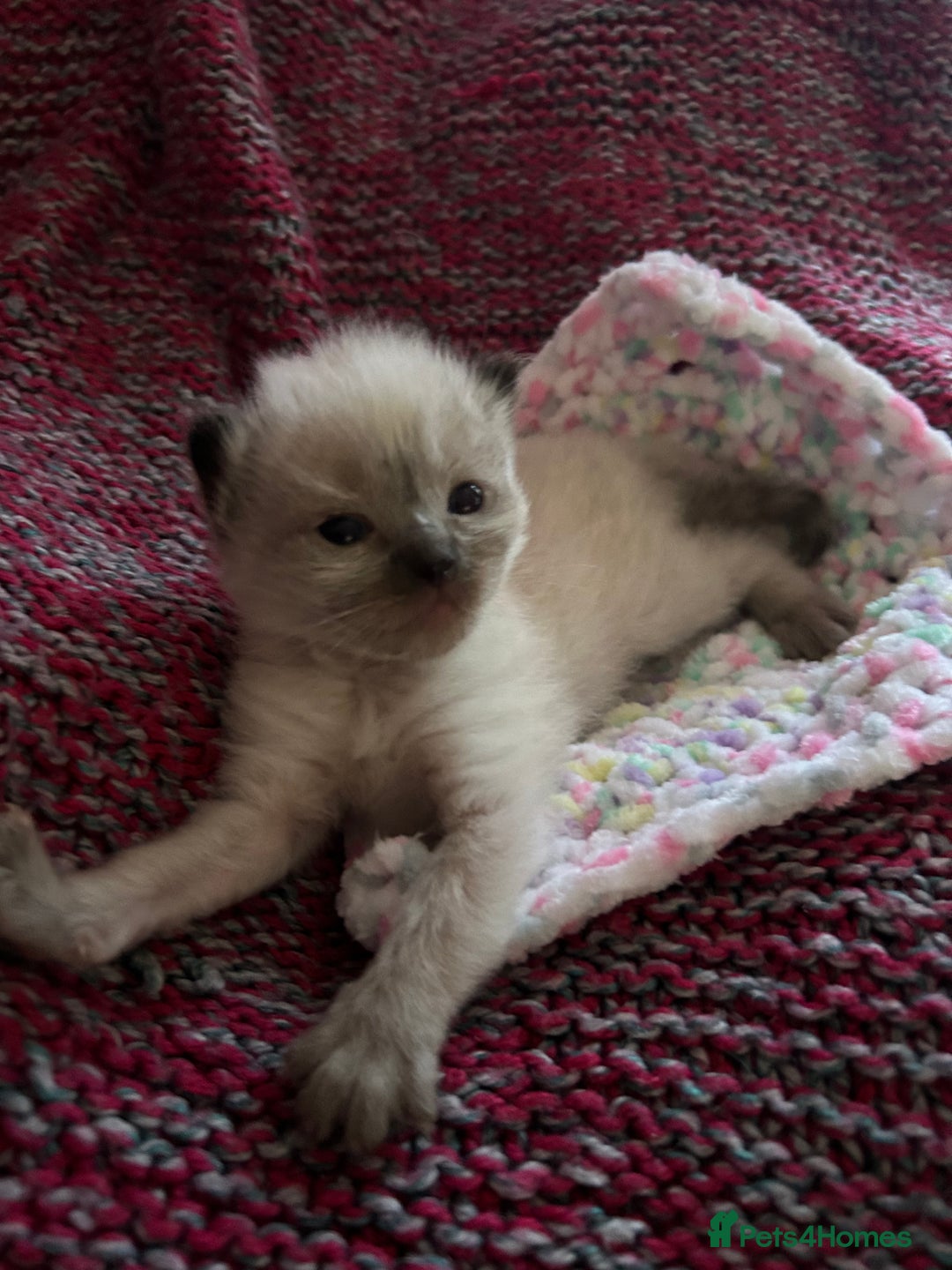 Ragdoll cats for sale: 💞 RAGDOLL Kittens Ready 13th August GrCh Blood - Image 21