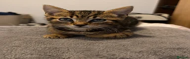 morgana