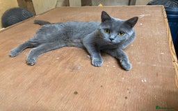 British Shorthair cats for sale: Retired breeding queen for calm, loving home - Image 7