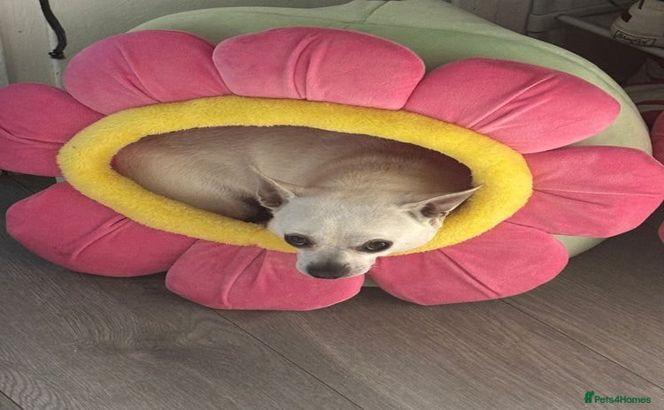 Chihuahua dogs - Advert 2