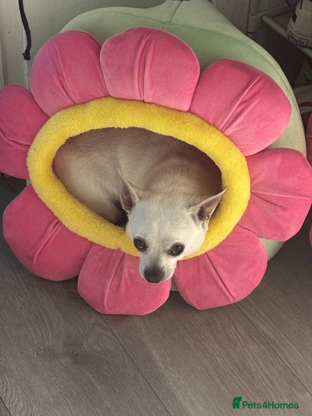 Chihuahua dogs for sale: Frank white male chihuahua  - Image 1