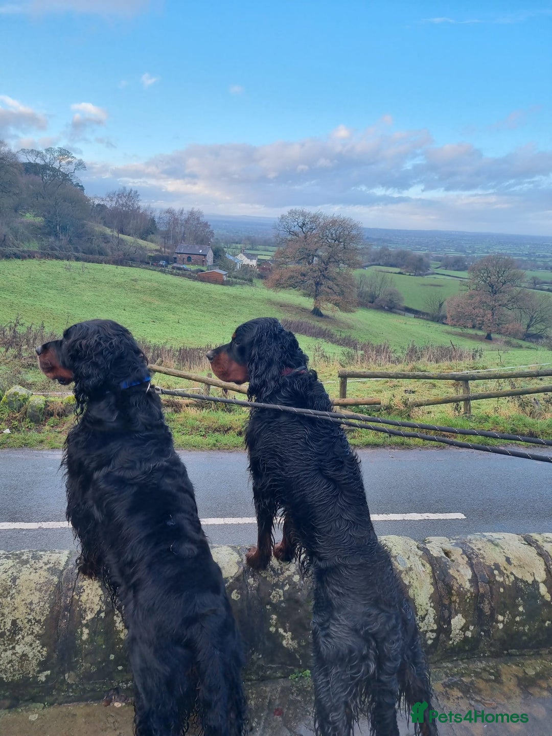 Gordon Setter dogs for sale: 2 Gordon setters for new loving home - Advert 4