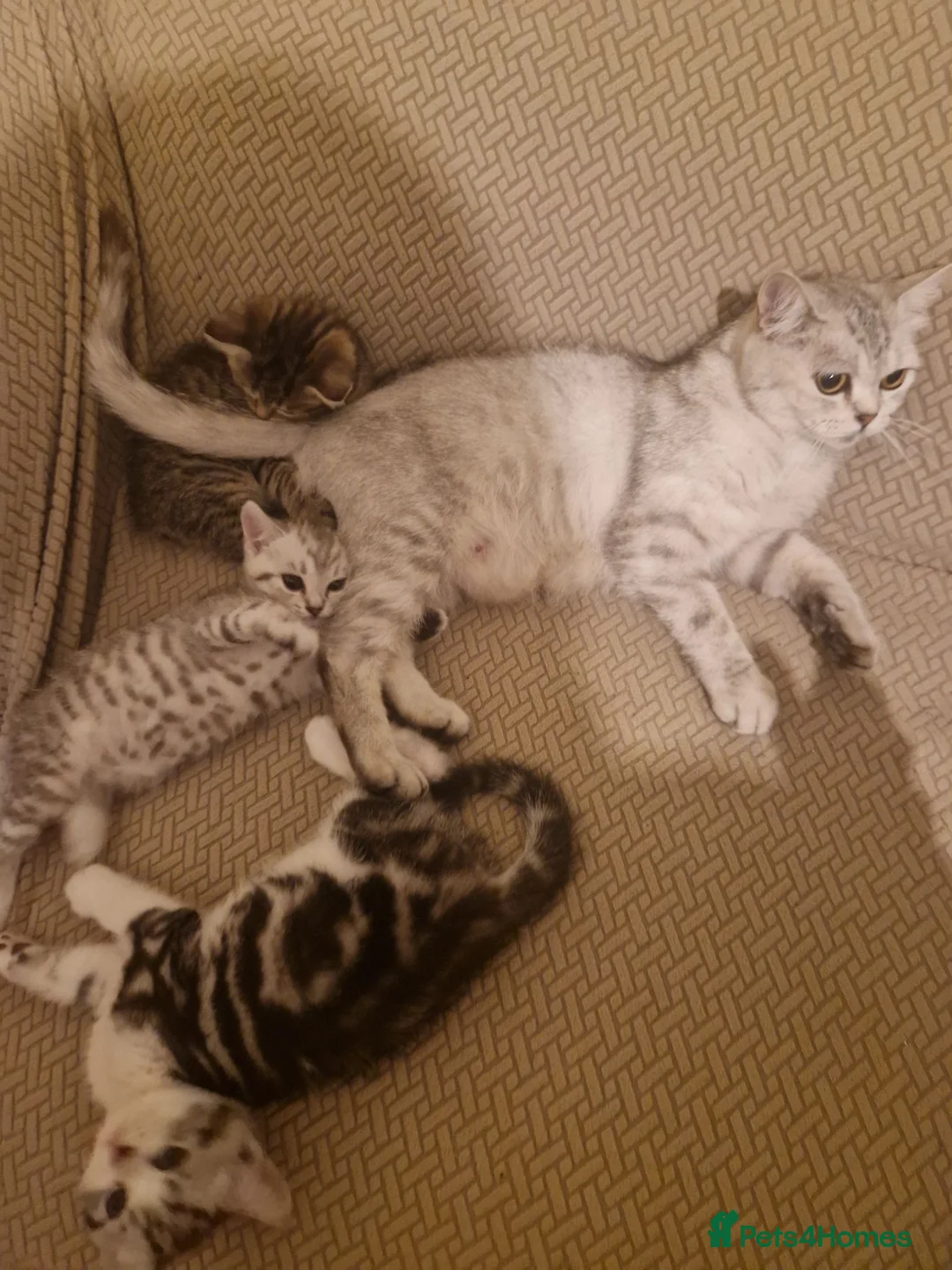 British Shorthair cats for sale: British Shorthair Cross Kittens - Advert 18