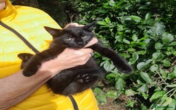 Mixed Breed cats for sale: Farm Bred Kittens  - Image 4