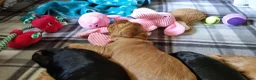 Cocker Spaniel dogs for sale: 🐾 Show Type Cocker Spaniel Boys – 2 Available - Advert 15