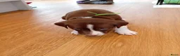 Sprollie dogs for sale: Gorgeous Sprollies puppies  Ready to leave  - Advert 22