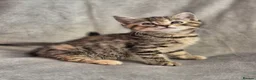 Mixed Breed cats for sale: 4 female kittens available - Advert 19