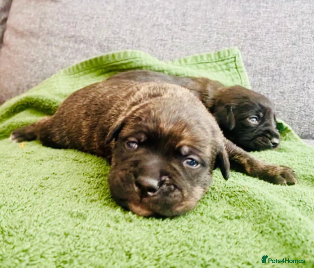 Staffordshire Bull Terrier dogs for sale: Blue American staffies - Advert 1