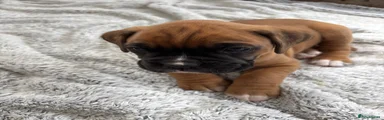 Boxer Puppy 3
