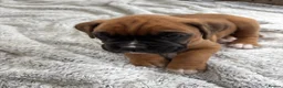 Boxer dogs for sale: Boxer  in Mexborough - Advert 4