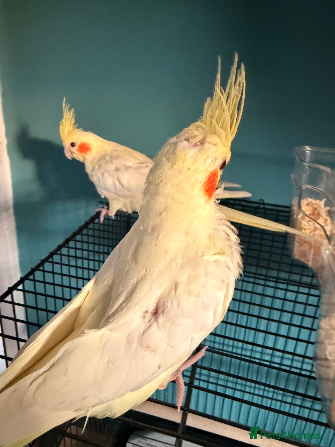 Cockatiels birds for sale: Handreared Lutino Cockatiels - Image 4
