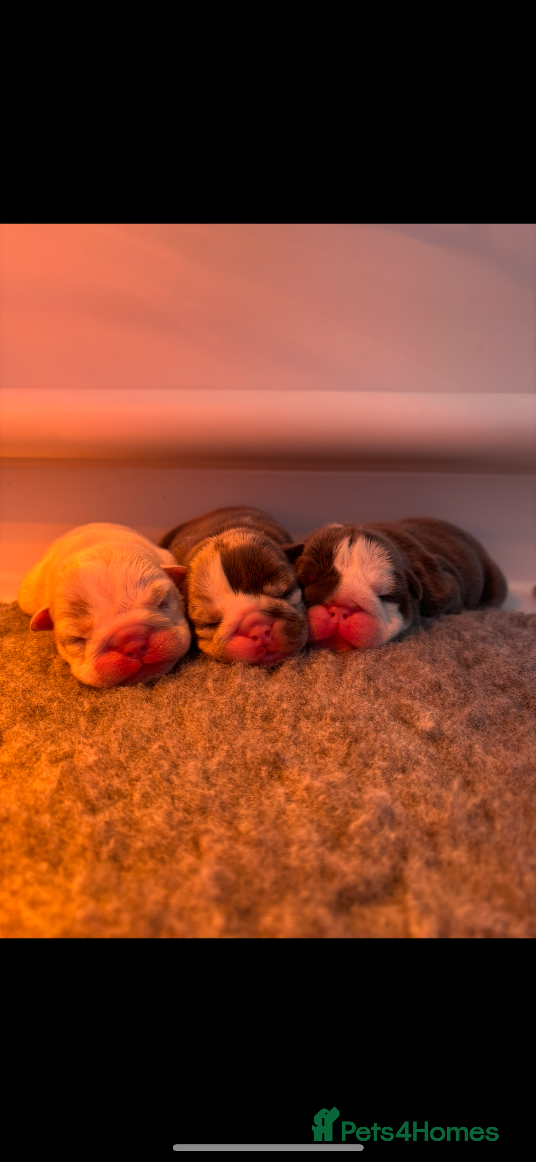 English Bulldog dogs for sale: 10 British Bulldog puppies 🐶  - Image 5