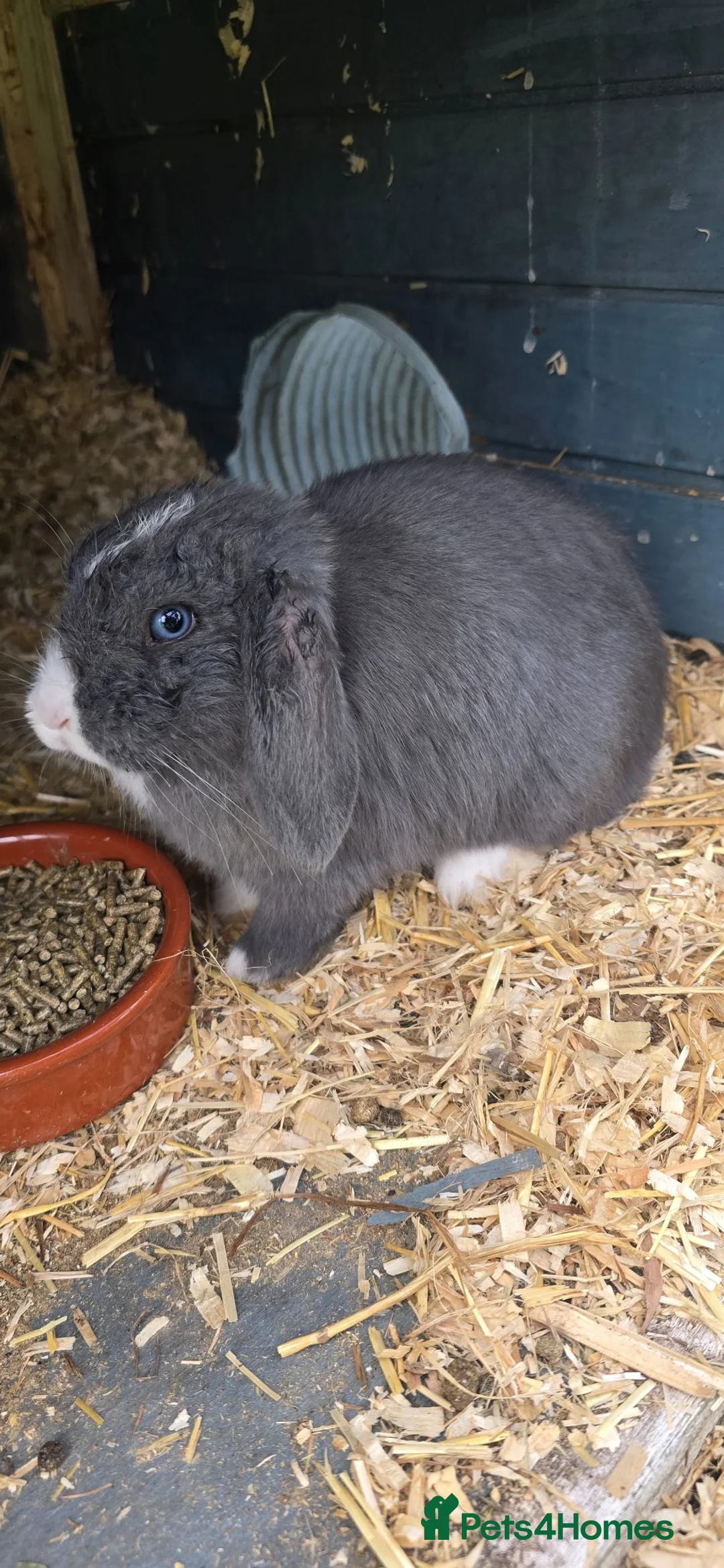 Mini Lop rabbits for sale: Gorgeous mini lops for sale - Advert 8