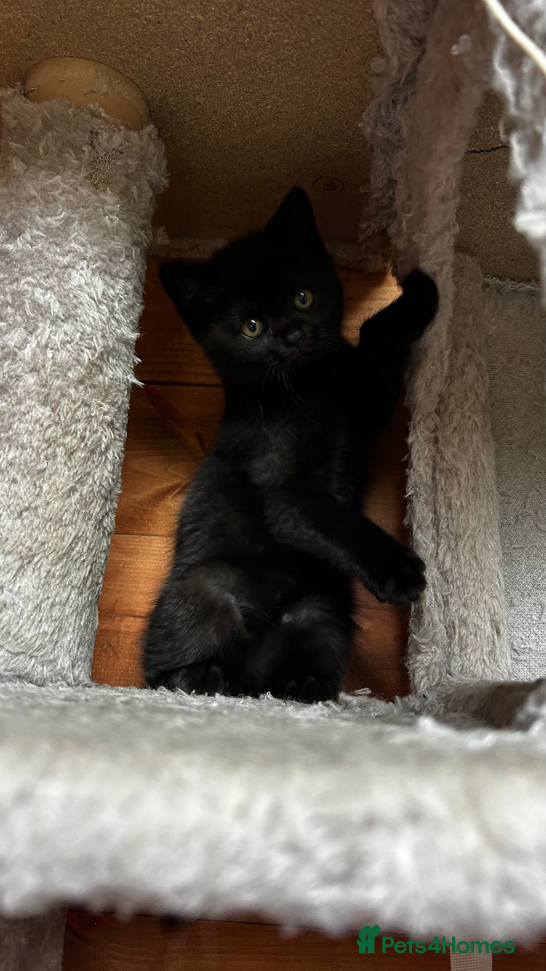 British Shorthair cats for sale: Kittens for forever homes - Image 15