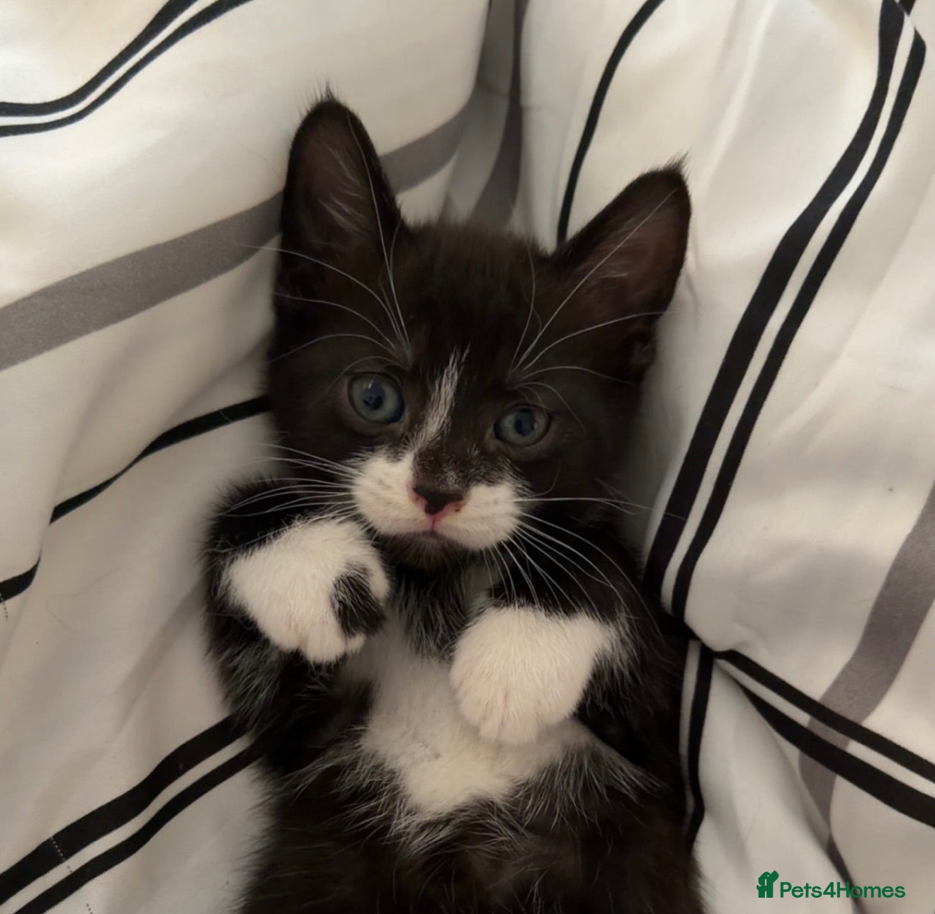 Mixed Breed cats Tuxedo kittens - Advert 7