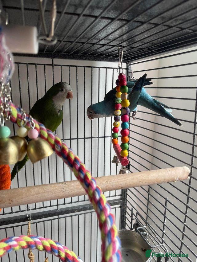 Parrots birds for sale: 2 Quaker parrots - Advert 1