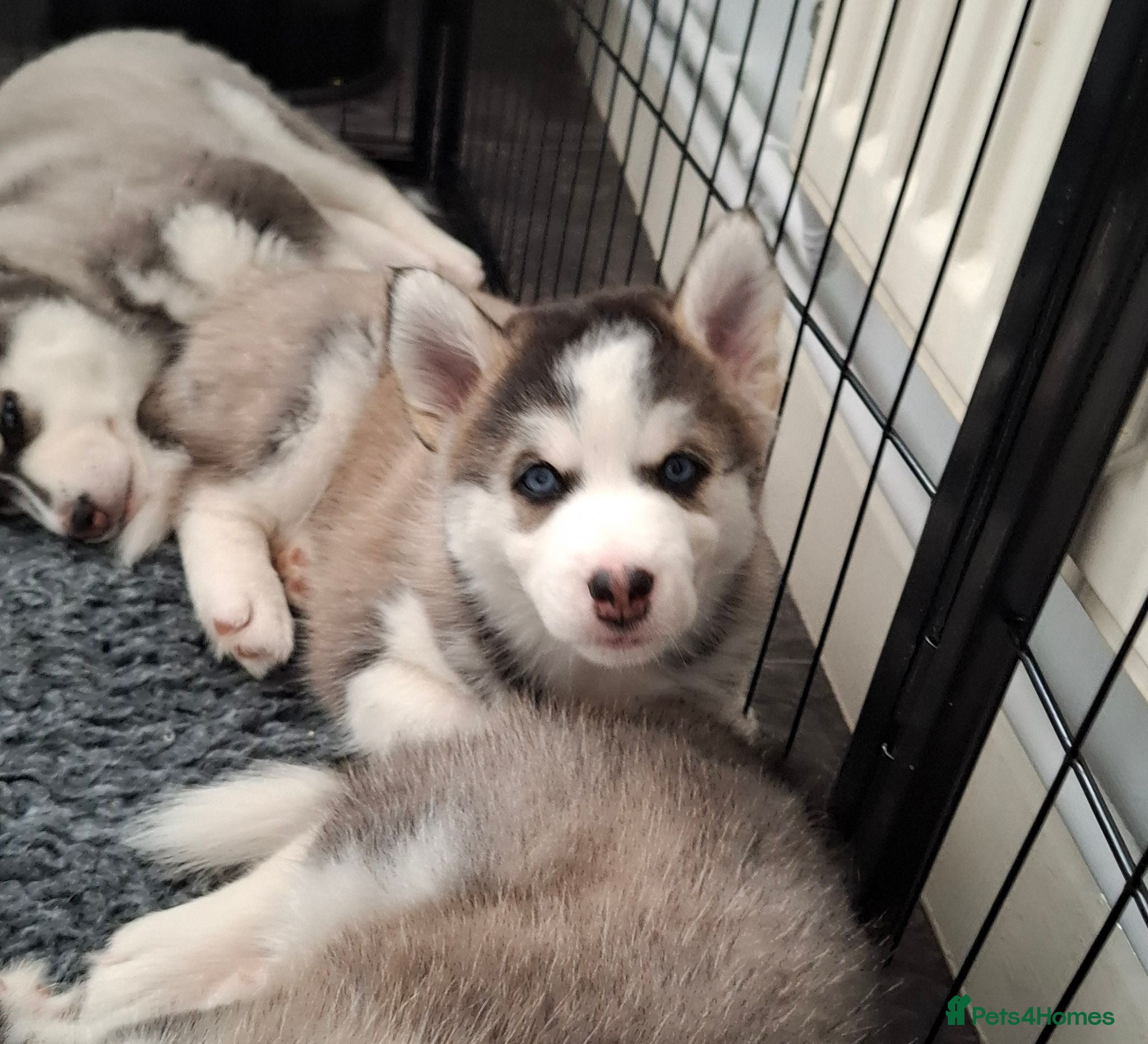 Pomsky dogs Stunning Pomsky Puppies  - Advert 15