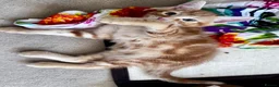 Mixed Breed cats for sale: Amiable bengal&tabby mixed kittens - Advert 19
