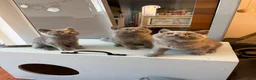 British Shorthair cats for sale: Ready to leave pedigree BSH kittens - Advert 21