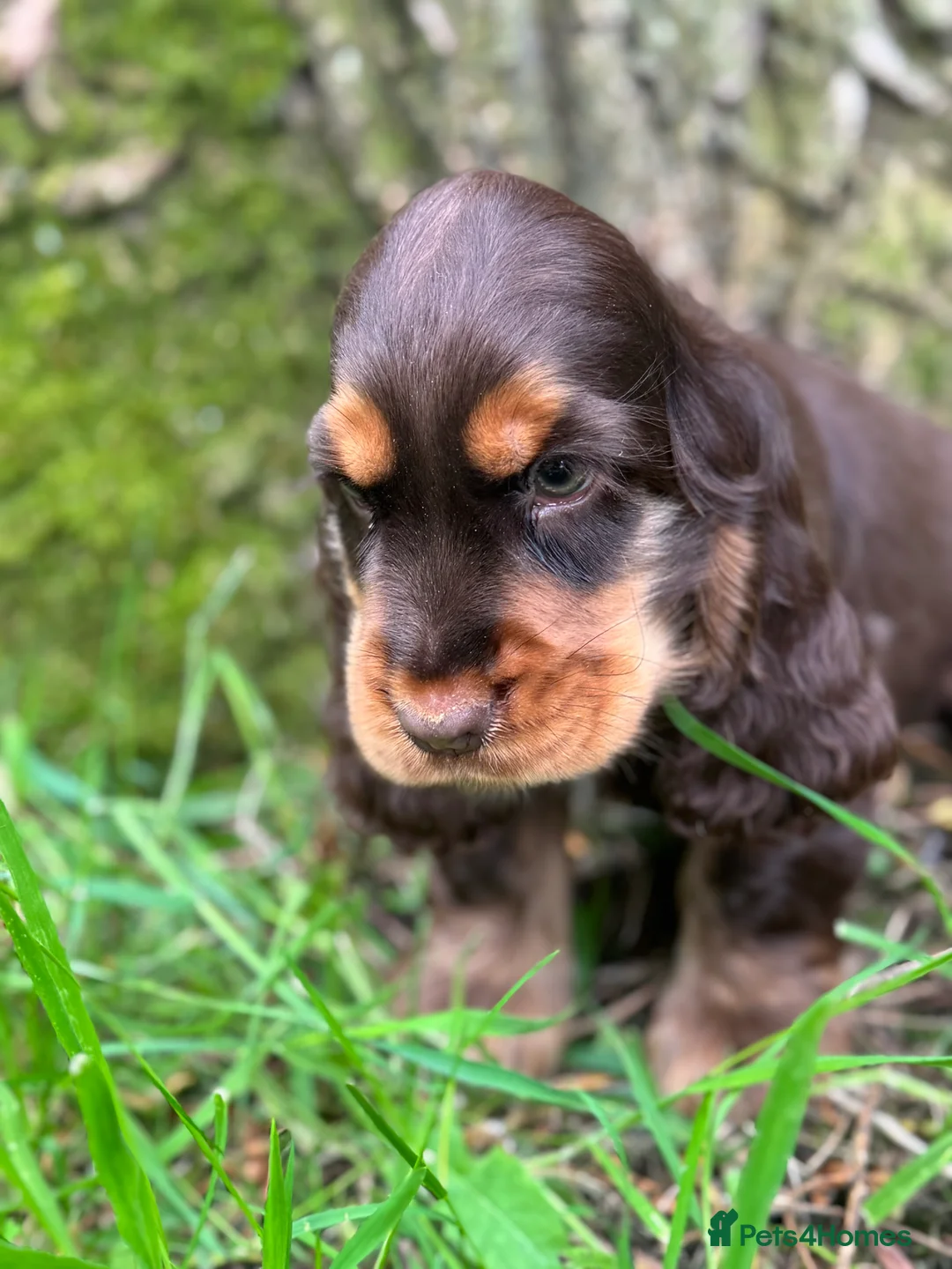 Cocker Spaniel dogs for sale: BEAURIUFL KC REG HEALTH TESTER COCKER SPANIELS  - Advert 2