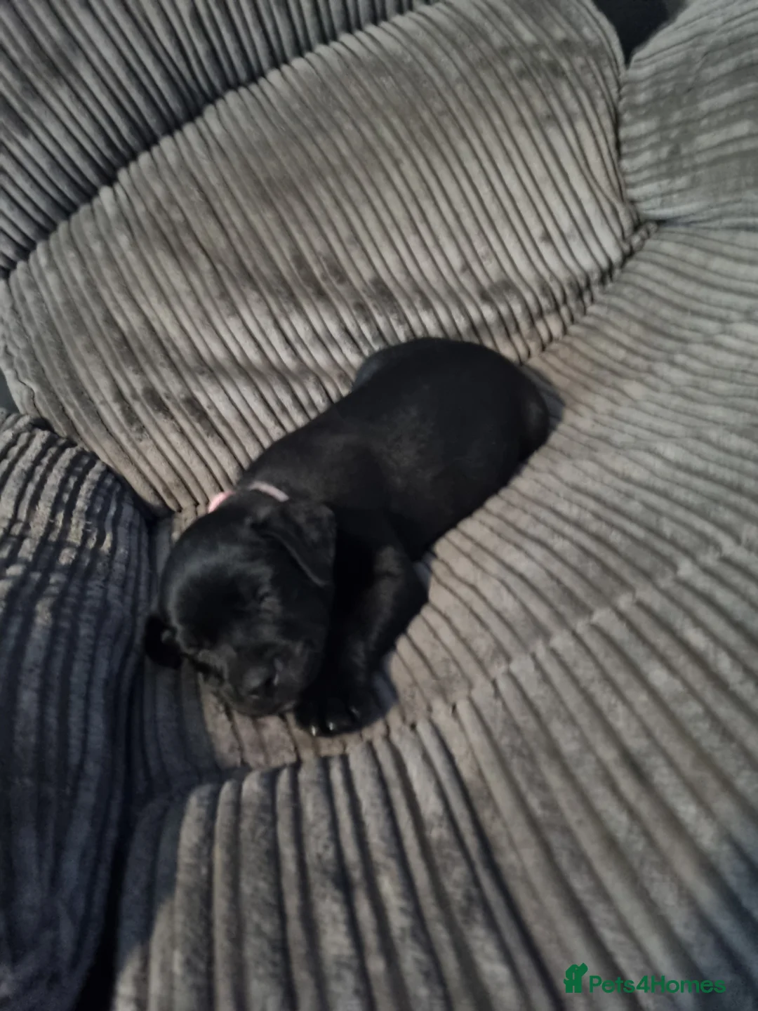 Mixed Breed dogs for sale: 3 xx Stunning Girls Left Staffador Puppies  - Advert 3