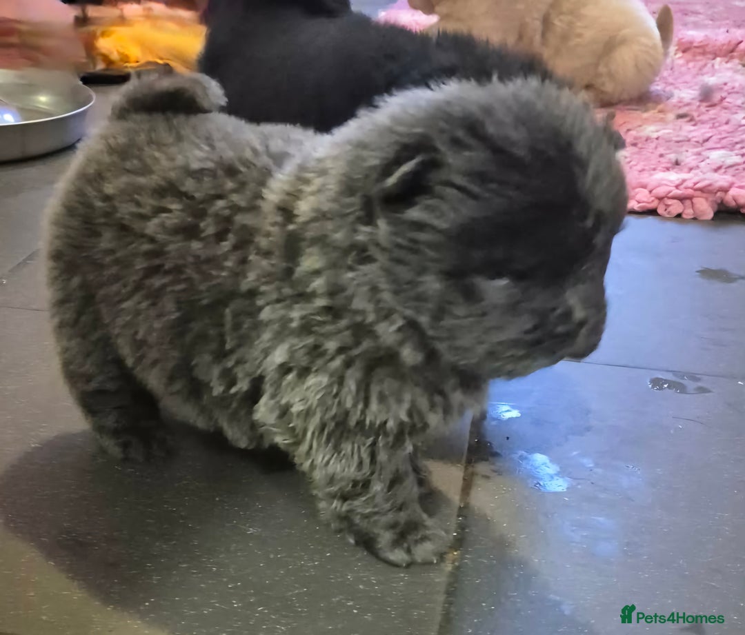 Chow Chow dogs for sale: Kc reg chow chow pups - Advert 2