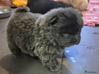 Chow Chow dogs Kc reg chow chow pups - Advert 14