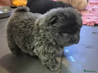 Chow Chow dogs Kc reg chow chow pups - Advert 18