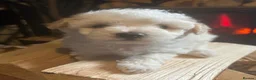 Maltipoo dogs for sale:     🐾 Mini Maltipoo Puppies for Sale  - Advert 10
