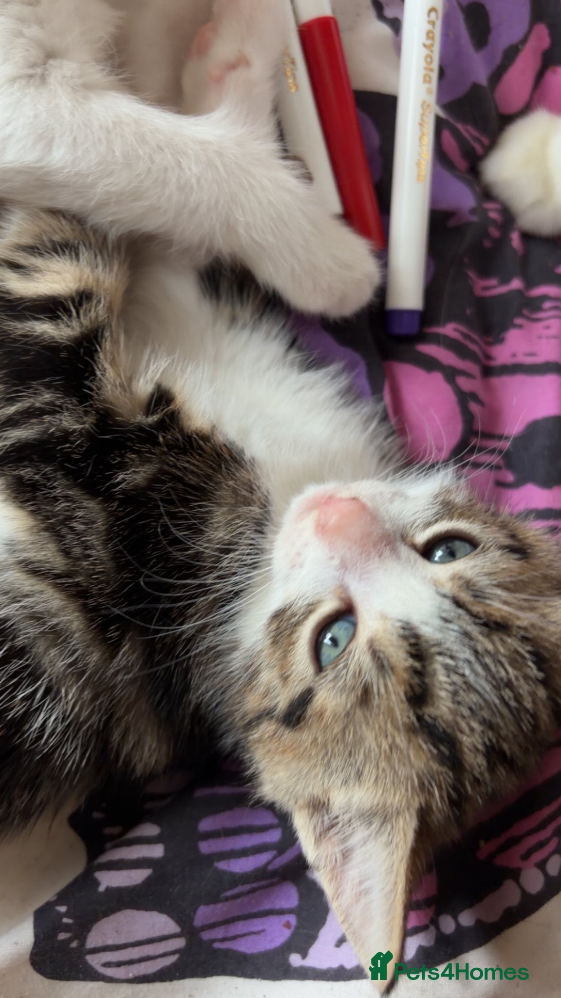 Mixed Breed cats for sale: 5 friendly playful mixed tabby kittens - Advert 26