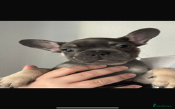French Bulldog dogs for sale: LAST 2 REMAINING Beautiful French Bulldog Pups in Waltham Cross - Image 20